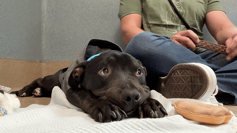 This Emaciated Dog Was Too Weak to Stand—Until a Stranger Gave Him a Name